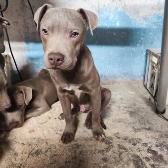 Americký pitbulterier pitbul pitbull silver lilac rare Top