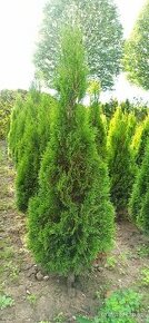 Thuja occidentalis \"Smaragd\"
na živý plot - 1