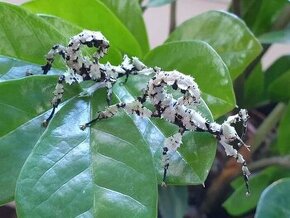 Extatosoma tiaratum LICHEN - Strašilka australská