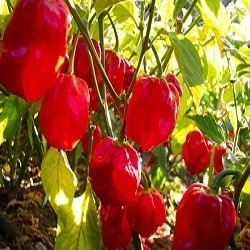 Chilli paprička - Habanero red savina (semena)