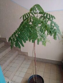 OHŇOVÝ stromek "DELONIX REGIA" - 1