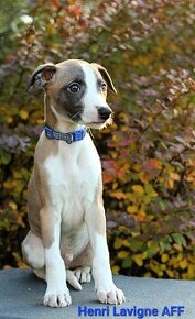 Whippet,Vipet s PP