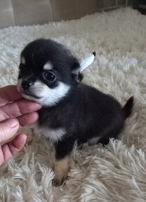 Pomchi ( čivava / pomerian ) ZAMLUVEN