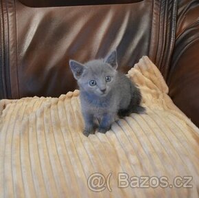 Ruská modrá koťátka s pp