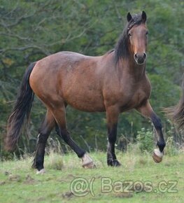 Welsh cob kobylka