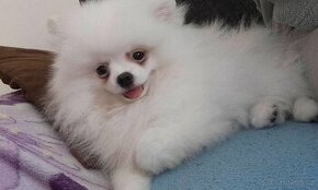 Pomeranian