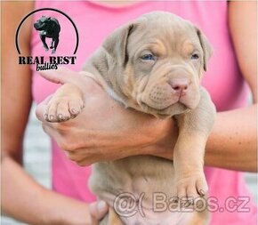 American Bully XL s PP