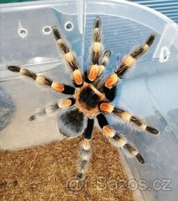 Sklípkani - Acanthoscurria, Brachypelmy, Lasiodora, Nhandu