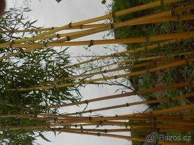Bambusy Vysočina