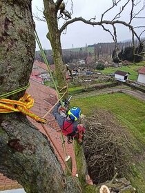 Arboristické služby