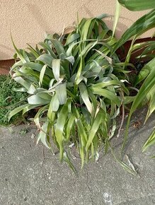 Pandanus