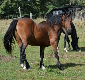 Welsh cob kobylka