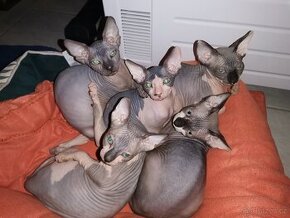 Sphynx koťátko