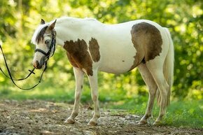 ❤ Pony kobylka 122 cm ❤ - 1