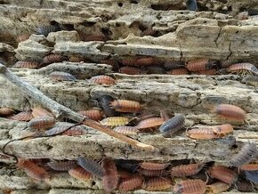 Tropické stínky porcellio scaber – lava