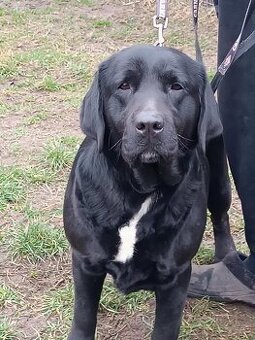 Labradorský retriever