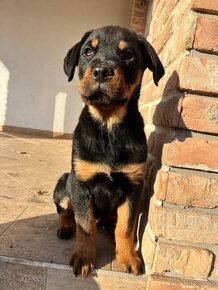 Rotvajler, rottweiler, rotwailer štěňata