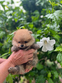 Mini Pomeranian