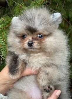 Pomeranian MINI fenečka PP UCI