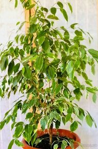 Fíkus Ficus benjamina Golden King 1m