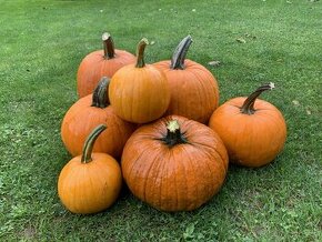 Okrasné, Halloweenské a Hokkaido dýně