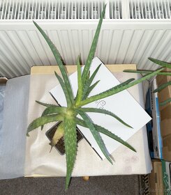 Aloe Vera - pravá, Vrchlabí a Trutnov.