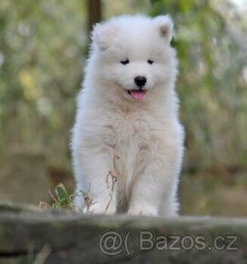 KAMIKAZE KAIDZU LA TORRE ROJA- FCI SAMOJED