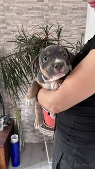 American Bully pocket