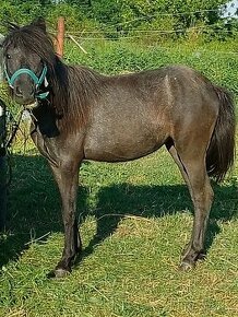 Welsh sportovy pony kobylu simel - 1