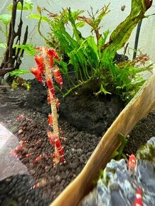 Caridina super red crystal - 1