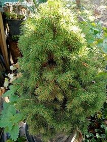 Prodej smrku -picea conica