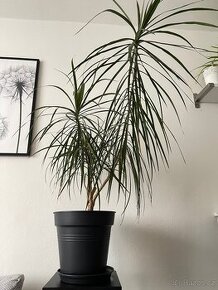 Dracena marginata - pokojové rostliny