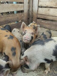 Prodám selata, kune kune a gotinghemske křížené