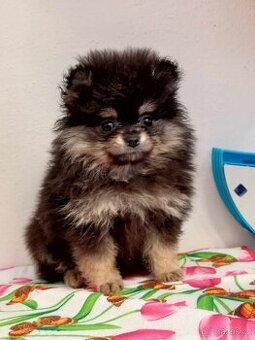 Poslední Volná Luxusní mini Fenečka Pomeranian / Mini Boo