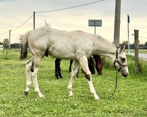 APH hřebeček Buckskin tobiano