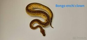 Krajta královská - Python regius