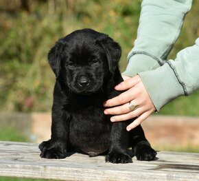 Labradorský retriever