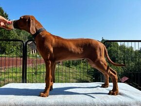 Rhodesky ridgeback s PP