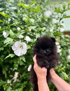 Štěňátko Pomerian Mini Black