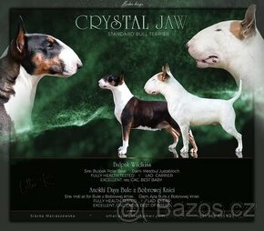 Standard Bullterrier,bullterier,bulterier