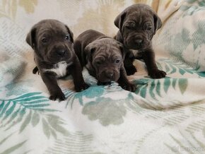 cane corso šteniatka