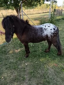 PONY VALÁŠEK APPALOOSA