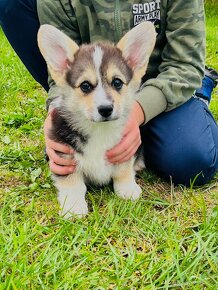 Welsh corgi pembroke s PP (FCI)