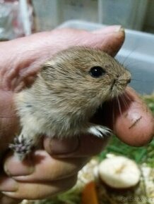 Hraboš syslí (Microtus brandtii)