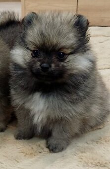 Pomeranian