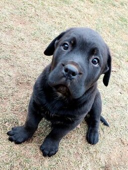 Cane Corso a Rotvailer štěňátka