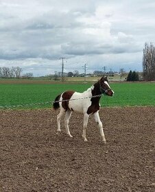 Prodám valacha  polovičního  american paint horse