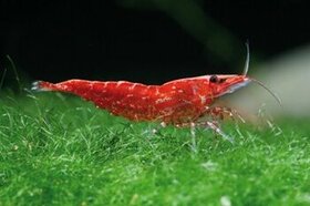 Krevetky Neocaridina Red Cherry