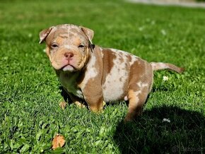 American Bully Pocket