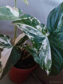 Syngonium albo variegata